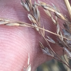 Poa sp. (A Snow Grass) at Cooleman, NSW - 12 Mar 2022 by Tapirlord