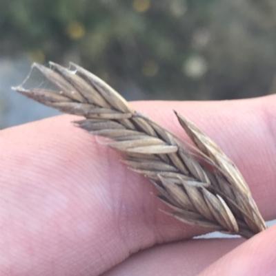 Festuca muelleri (Alpine Fescue) at Cotter River, ACT - 12 Mar 2022 by Tapirlord