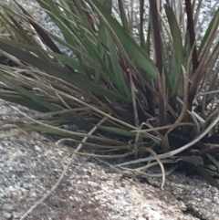 Festuca muelleri at Cotter River, ACT - 12 Mar 2022 05:56 PM