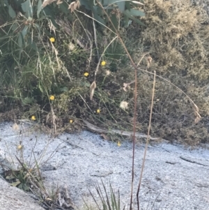 Festuca muelleri at Cotter River, ACT - 12 Mar 2022 05:56 PM