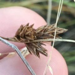Carex hebes (A Sedge) at Bimberi, NSW - 12 Mar 2022 by Tapirlord