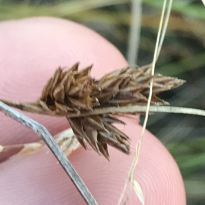 Carex hebes (A Sedge) at Bimberi, NSW - 12 Mar 2022 by Tapirlord