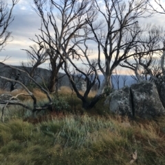 Eucalyptus pauciflora subsp. debeuzevillei at Namadgi National Park - 13 Mar 2022 07:23 AM