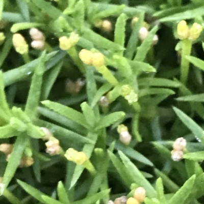 Scleranthus biflorus (Twin-flower Knawel) at Cotter River, ACT - 12 Mar 2022 by Tapirlord