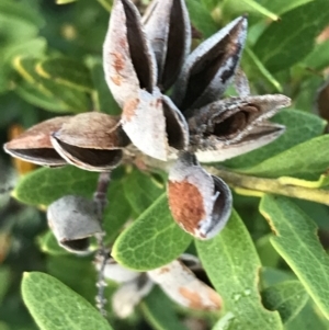 Orites lancifolius at Cotter River, ACT - 13 Mar 2022 07:33 AM