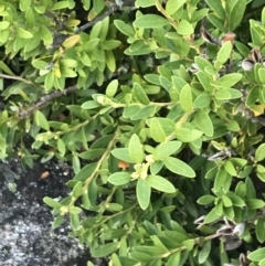 Orites lancifolius at Cotter River, ACT - 13 Mar 2022 07:33 AM