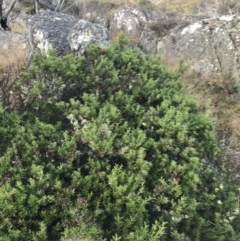 Orites lancifolius at Cotter River, ACT - 13 Mar 2022 07:33 AM