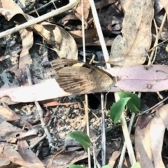 Geitoneura klugii (Marbled Xenica) at Aranda Bushland - 20 Mar 2022 by KMcCue