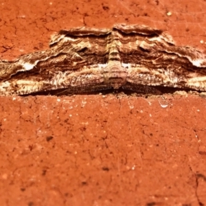 Scioglyptis lyciaria at Aranda, ACT - 20 Mar 2022