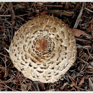 Chlorophyllum sp. at Crooked Corner, NSW - 22 Feb 2022