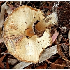 Chlorophyllum sp. at Crooked Corner, NSW - 22 Feb 2022 04:40 PM