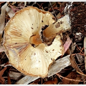 Chlorophyllum sp. at Crooked Corner, NSW - 22 Feb 2022