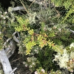 Podocarpus lawrencei (Mountain Plum Pine) at Cotter River, ACT - 12 Mar 2022 by Tapirlord