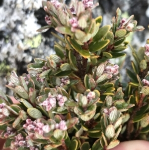 Acrothamnus hookeri at Cotter River, ACT - 13 Mar 2022 07:45 AM