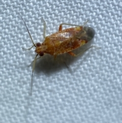 Lygaeidae (family) (Seed bug) at Jerrabomberra, NSW - 20 Mar 2022 by Steve_Bok