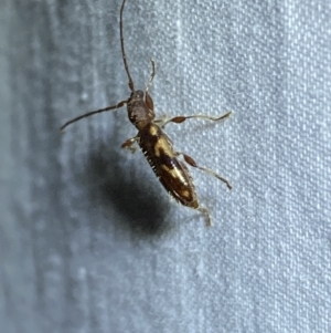 Bethelium diversicorne at Jerrabomberra, NSW - suppressed