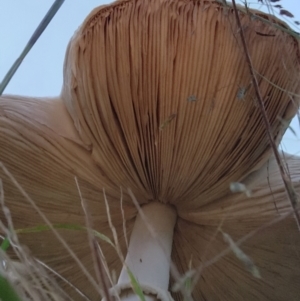 Macrolepiota dolichaula at Stromlo, ACT - 20 Mar 2022