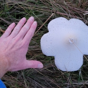 Macrolepiota dolichaula at Stromlo, ACT - 20 Mar 2022