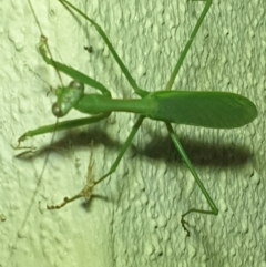 Pseudomantis albofimbriata (False garden mantis) at Turner, ACT - 20 Mar 2022 by LD12