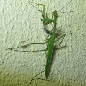 Pseudomantis albofimbriata at Turner, ACT - 20 Mar 2022