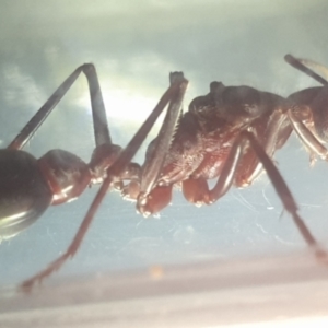 Myrmecia sp. (genus) at Turner, ACT - 20 Mar 2022 09:37 PM