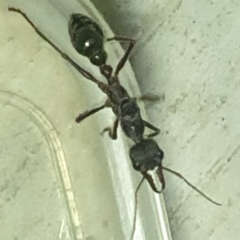 Myrmecia sp. (genus) at Turner, ACT - 20 Mar 2022 09:37 PM