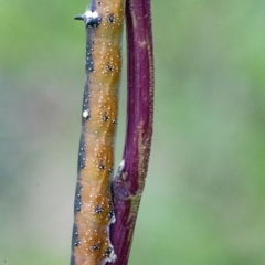 Oenochroma vinaria at Googong, NSW - 20 Mar 2022