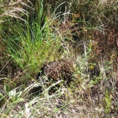 Tachyglossus aculeatus at Isaacs, ACT - 14 Mar 2022