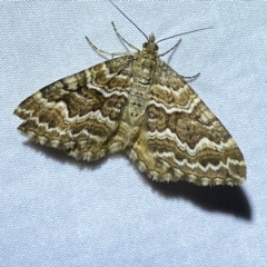 Chrysolarentia heliacaria (Heliacaria Carpet) at Jerrabomberra, NSW - 20 Mar 2022 by Steve_Bok