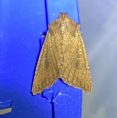 Diarsia intermixta (Chevron Cutworm, Orange Peel Moth.) at Jerrabomberra, NSW - 20 Mar 2022 by SteveBorkowskis
