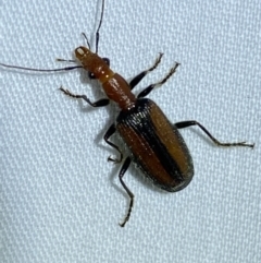 Drypta australis (A Carab beetle) at Jerrabomberra, NSW - 20 Mar 2022 by SteveBorkowskis