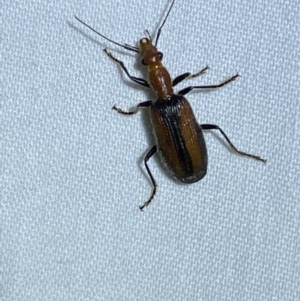 Drypta australis at Jerrabomberra, NSW - suppressed