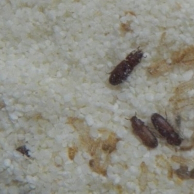 Tribolium sp. (genus) (A flour beetle) at Jerrabomberra, NSW - 20 Mar 2022 by Tmac