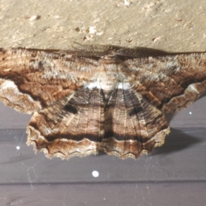 Scioglyptis lyciaria at Stirling, ACT - 20 Mar 2022