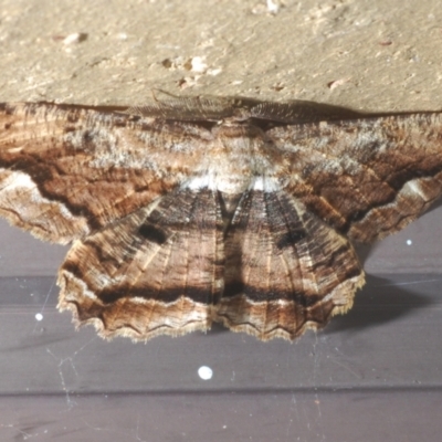 Scioglyptis lyciaria (White-patch Bark Moth) at Stirling, ACT - 20 Mar 2022 by Harrisi