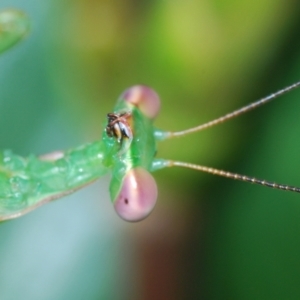 Pseudomantis albofimbriata at Stirling, ACT - 19 Mar 2022