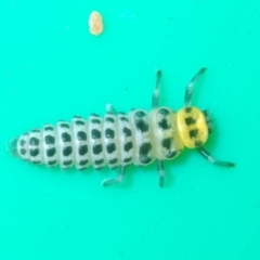 Illeis galbula (Fungus-eating Ladybird) at Stirling, ACT - 19 Mar 2022 by Harrisi