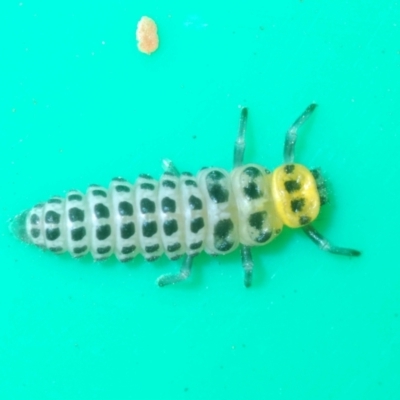 Illeis galbula (Fungus-eating Ladybird) at Stirling, ACT - 19 Mar 2022 by Harrisi