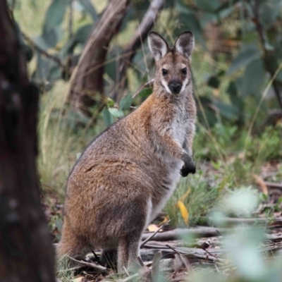 Notamacropus rufogriseus (Red-necked Wallaby) at Namadgi National Park - 17 Mar 2022 by TimL