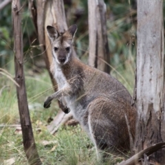 Notamacropus rufogriseus at Mount Clear, ACT - 17 Mar 2022