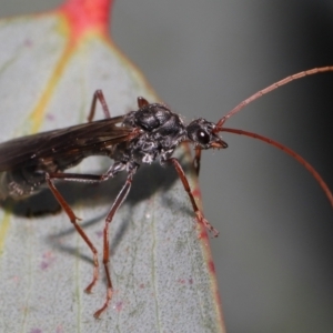 Myrmecia pyriformis at Mount Clear, ACT - 17 Mar 2022 01:16 PM