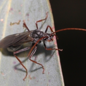 Myrmecia pyriformis at Mount Clear, ACT - 17 Mar 2022 01:16 PM