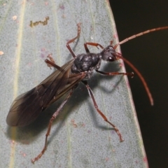 Myrmecia pyriformis at Mount Clear, ACT - 17 Mar 2022 01:16 PM