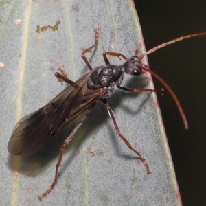 Myrmecia pyriformis at Mount Clear, ACT - 17 Mar 2022 01:16 PM