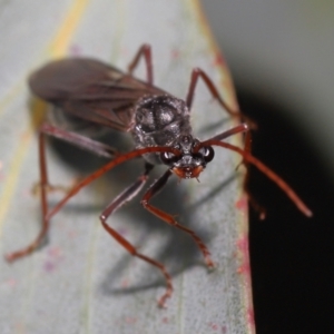 Myrmecia pyriformis at Mount Clear, ACT - 17 Mar 2022 01:16 PM