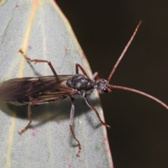 Myrmecia pyriformis at Mount Clear, ACT - 17 Mar 2022 01:16 PM