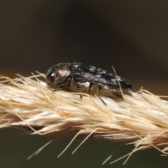 Diphucrania sp. (genus) (Jewel Beetle) at Mount Clear, ACT - 17 Mar 2022 by TimL