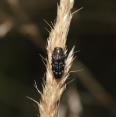 Diphucrania sp. (genus) at Mount Clear, ACT - 17 Mar 2022