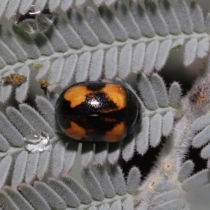 Peltoschema tetraspilota at Mount Clear, ACT - 17 Mar 2022 12:47 PM