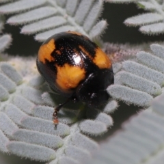 Peltoschema tetraspilota at Mount Clear, ACT - 17 Mar 2022 12:47 PM